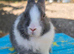 Baby Blue Dutch Split Netherland Dearf Buck - Ready Now