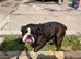 Beautiful female English bulldog