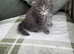 Stunning TICA Registered boys