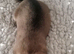 Beautiful puppies