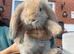 Giant French lops