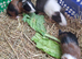 Baby guinea pigs