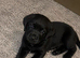 1 adorable lovely labrador