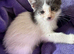 Gorgeous female blue and white kitten