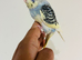 Hand reared budgies for sale