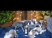 Whippet pups