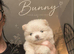 Stunning little Pomeranians