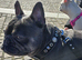Kc registered 6 generations kc puppies
