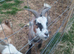 Two pigmy goats for sale