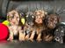 Stunning litter of cockapoo puppies