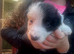 Border collie puppies