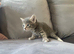 Kittens for sale