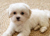 BEAUTIFUL ASIAN MALTIPOO GIRL READY TO GO!