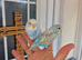 Super silly hand tamed budgies