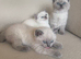 CHAMPION BLOODLINE PEDIGREE SHORTHAIR KITTENS