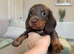 BEAUTIFUL MINIATURE DACHSHUNDS