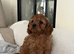 Cavapoo puppy 1 boy available