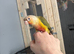 Cinnamon pineapple conure