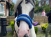 Kids pony (LOKI)