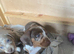 Beautiful mini dach puppies