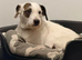 parson terrier for stud.