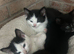 Ragdoll mix kittens for sale