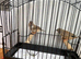 Zebra finches