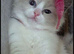 Ragdoll kittens for sale