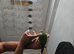 green cheeked parakeet