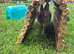Two Bunnies for rehoming