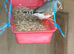 Zabra finch