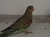 3 Mulger parakeet hens