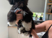 Adorable Lhasa Apso Boy puppies for sale