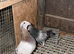 Racing pigeons