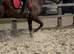 Super well bred alrounder type