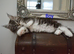Maine coon kittens available