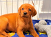 Red fox lab for sale