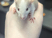 Baby dumbo rats