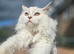 Female mainecoon