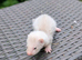 Ferret kits for sale