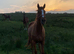 6yo unbroken tb for sale