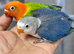 Baby lovebirds for new homes