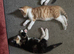 Beautiful kittens - Ready Now