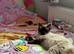 Ragdoll seal point female 1 year