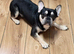Male frenchie