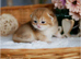 Golden chinchilla kittens