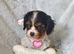 Beautiful cavalier king charles puppies