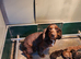Cocker Spaniel puppy
