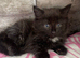 Male kittens ready now