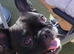 french bulldog boy